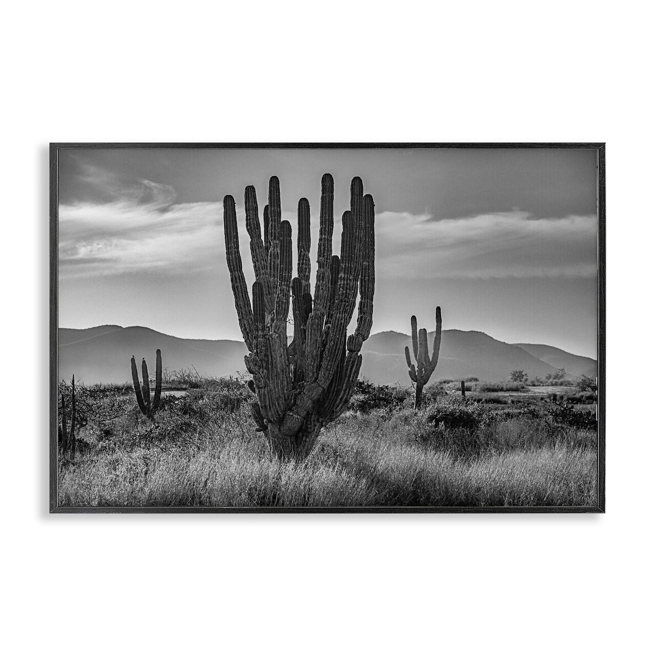 Stupell Industries Cactus Sunset in Monochrome Framed Giclee, design by Norm Stelfox